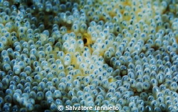Eggs and Eggs by Salvatore Ianniello 